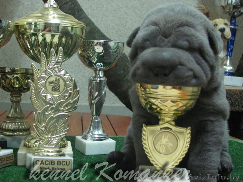 шарпей высокопородные щенки - Изображение #1, Объявление #483239