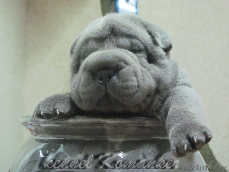 шарпей высокопородные щенки - Изображение #2, Объявление #483239
