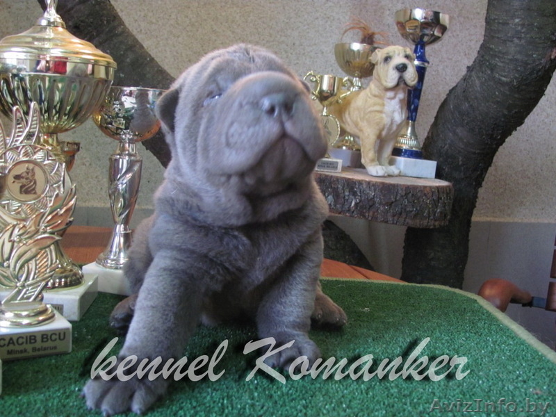 шарпей высокопородные щенки - Изображение #5, Объявление #483239