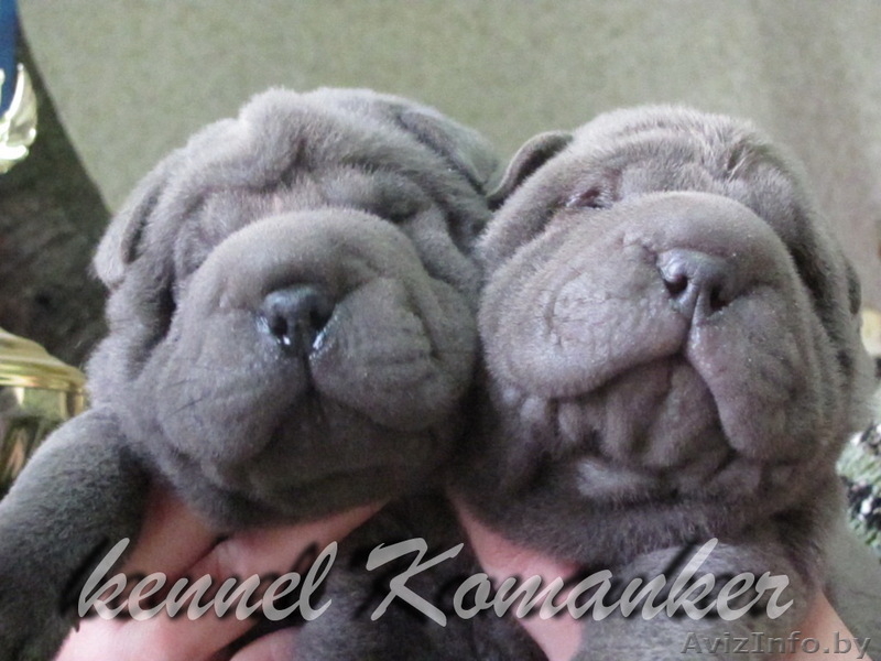 шарпей высокопородные щенки - Изображение #3, Объявление #483239