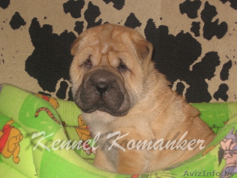 шарпей высокопородные щенки телефон: 80296733750 - Изображение #3, Объявление #483240