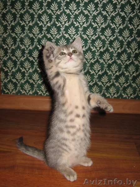 кошечки от  мраморного бенгала - Изображение #3, Объявление #461265