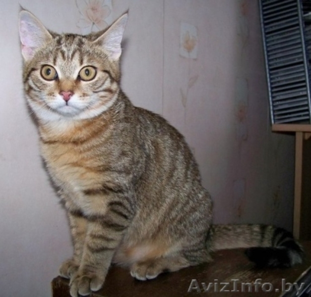 КИТТИ - малышка лесного окраса, прим.3,5 мес. - Изображение #3, Объявление #456355