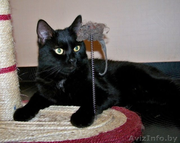 Леопольд - добродушный кот ищет дом!!!  - Изображение #1, Объявление #460652