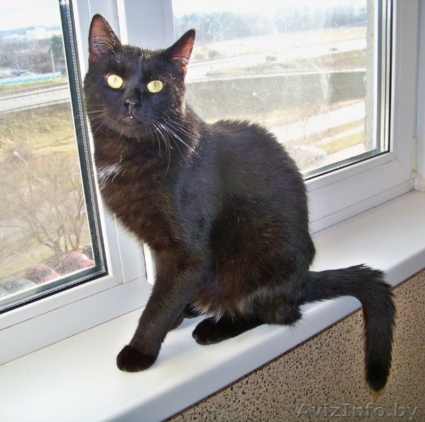 Леопольд - добродушный кот ищет дом!!!  - Изображение #2, Объявление #460652