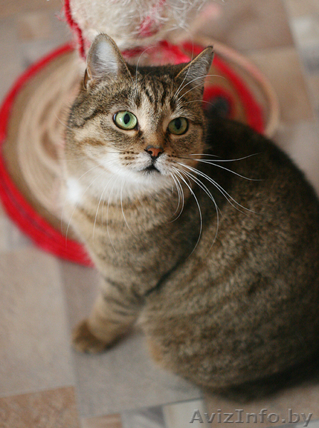 Леся - золотисто-лесная кошка в дар! - Изображение #2, Объявление #482585