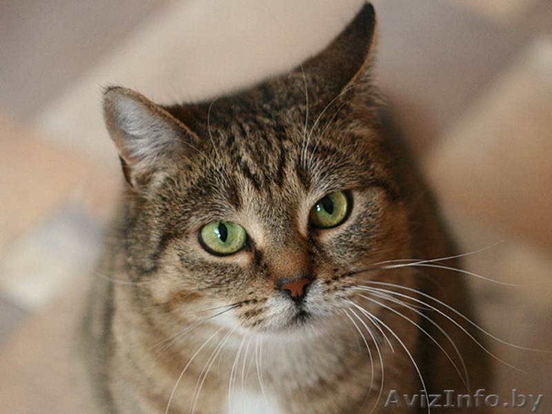 Леся - золотисто-лесная кошка в дар! - Изображение #1, Объявление #482585