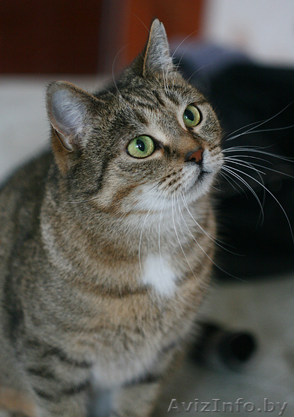 Леся - золотисто-лесная кошка в дар! - Изображение #3, Объявление #482585