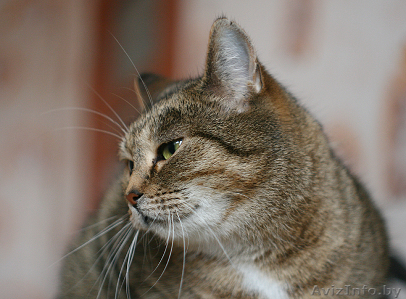 Леся - золотисто-лесная кошка в дар! - Изображение #5, Объявление #482585