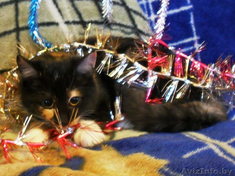 Котята, 6 месяцев, в дар - Изображение #2, Объявление #466222