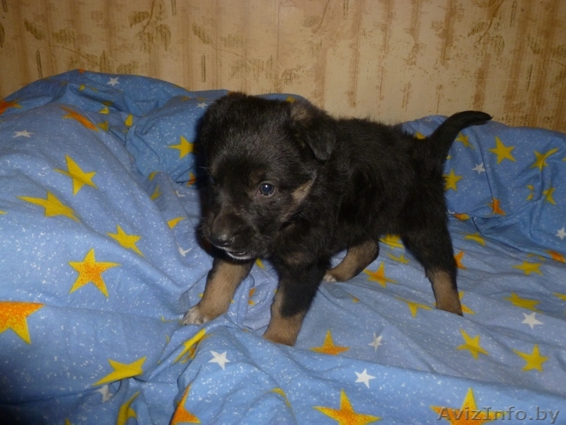 Симпатичный щенок 2 месяца, девочка,в дар! - Изображение #5, Объявление #456371