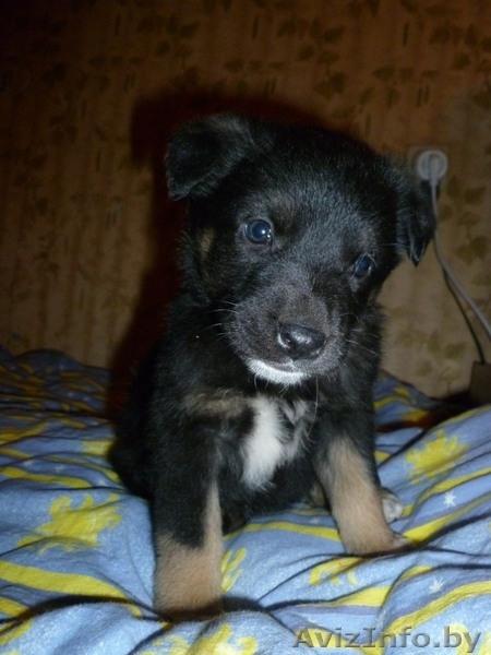 Симпатичный щенок 2 месяца, девочка,в дар! - Изображение #4, Объявление #456371