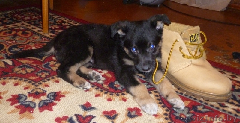 Кира… Кирочка… Кирюша! - Изображение #4, Объявление #462719