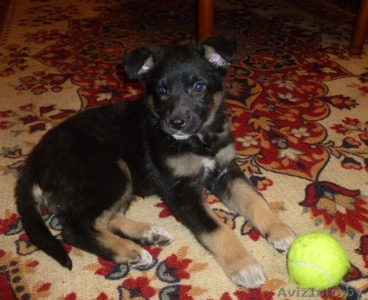 Кира… Кирочка… Кирюша! - Изображение #1, Объявление #462719