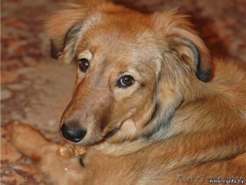 Красотка Сержи ищет дом - Изображение #3, Объявление #469070