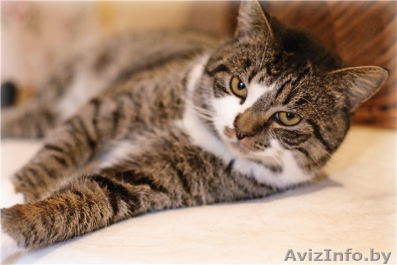 Кот Ваня – настоящий русский богатырь в дар! - Изображение #1, Объявление #456359