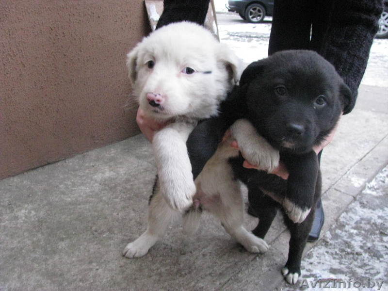 Две красавицы в дар - Изображение #5, Объявление #478414