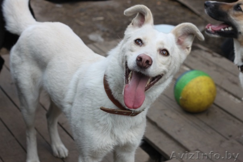 Ласковая и добрая Белла ищет хозяйку - Изображение #1, Объявление #483606