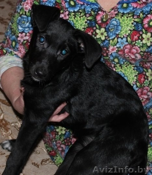 черная красавица Сильва в дар - Изображение #1, Объявление #479702