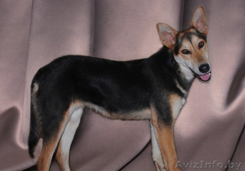 Ласковая и нежная малышка Ева ищет себе дом! - Изображение #2, Объявление #476742