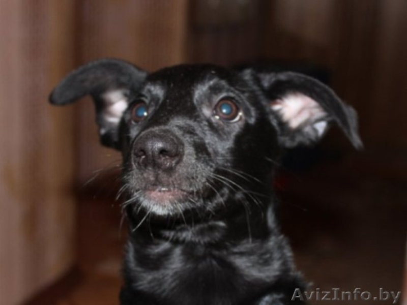 черная красавица Сильва в дар - Изображение #2, Объявление #479702