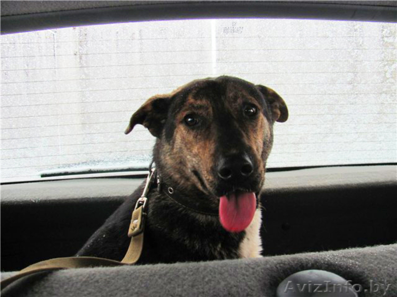 Благородный Рэнни в дар! - Изображение #8, Объявление #494057