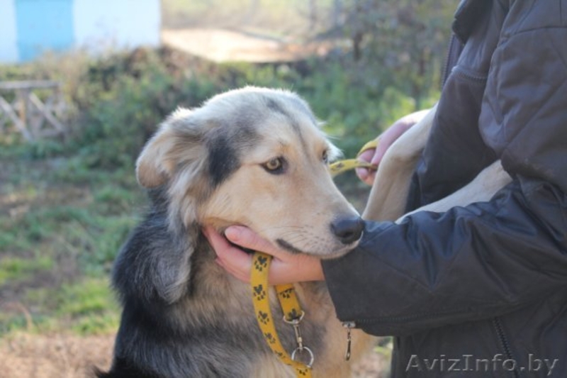 Добрый пес в добрые руки - Изображение #2, Объявление #490631