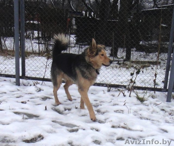 Добрый пес в добрые руки - Изображение #3, Объявление #490631