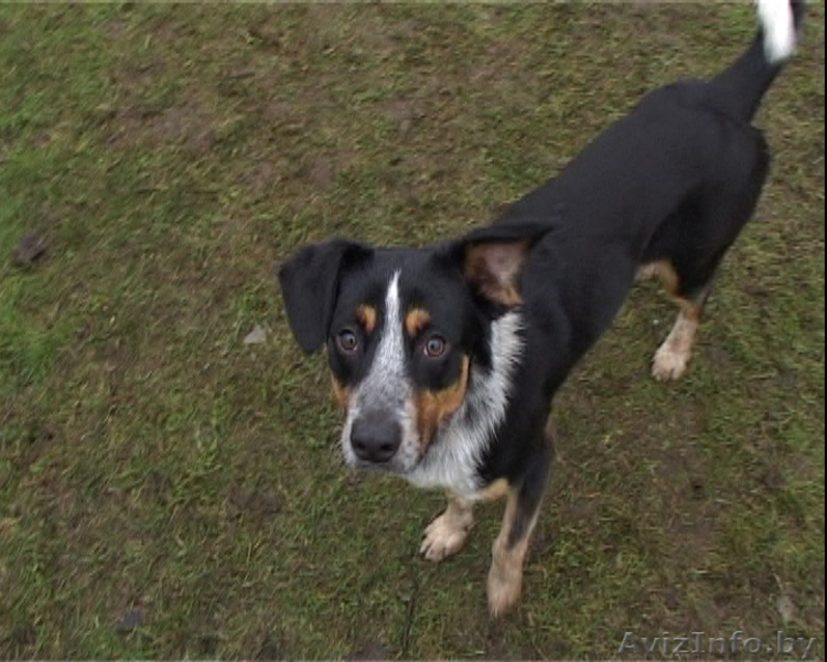 Замечательный молодой пес в дар - Изображение #1, Объявление #485673