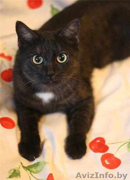 Кыся - кошка окраса чёрный дым. В добрые руки. - Изображение #1, Объявление #492165