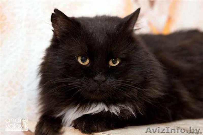 Муфаса - крупный чёрный кот в хорошие руки, в дар. - Изображение #1, Объявление #500618