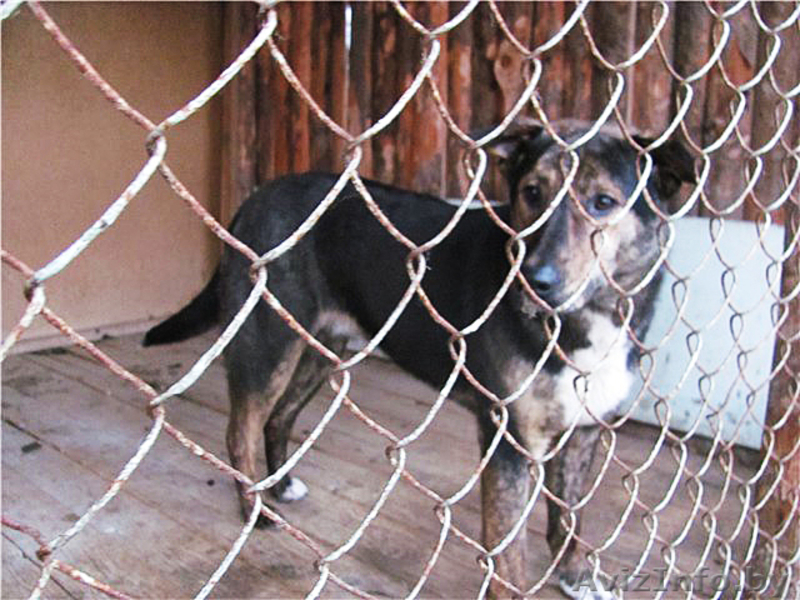 Благородный Рэнни в дар! - Изображение #1, Объявление #494057