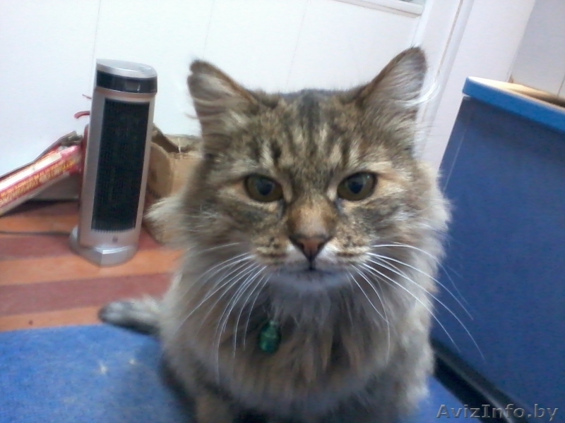 метис "норвежской лесной" кошки! В ДАР. - Изображение #1, Объявление #501369