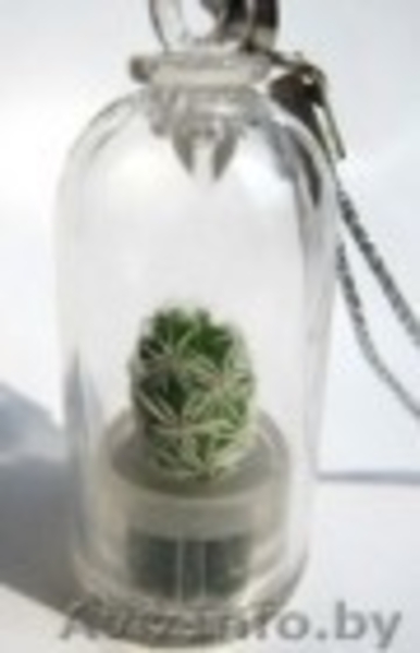 Брелоки с живыми растениями - Изображение #2, Объявление #509133