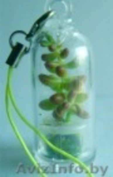 Брелоки с живыми растениями - Изображение #3, Объявление #509133