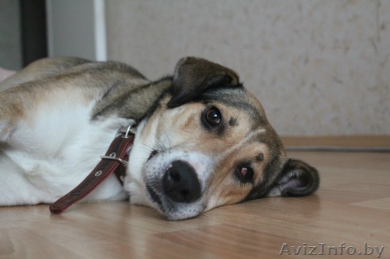 Золотая собака Гарси в дар хорошим людям - Изображение #1, Объявление #489136