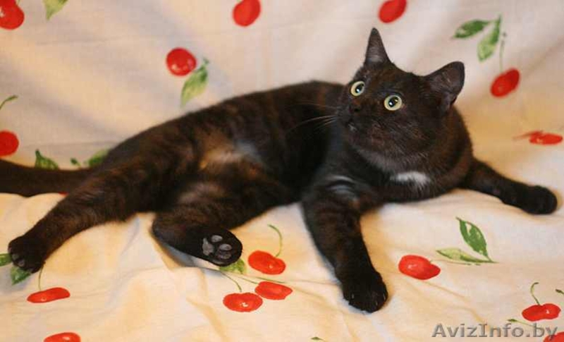 Кыся - кошка окраса чёрный дым. В добрые руки. - Изображение #2, Объявление #492165