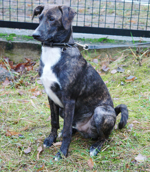 Тиграша - любознательный щенок - Изображение #3, Объявление #492652