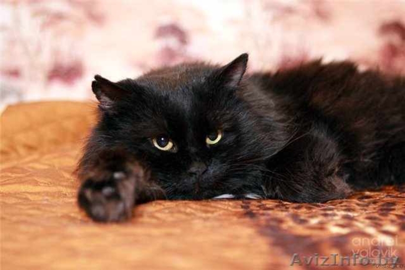 Муфаса - крупный чёрный кот в хорошие руки, в дар. - Изображение #3, Объявление #500618