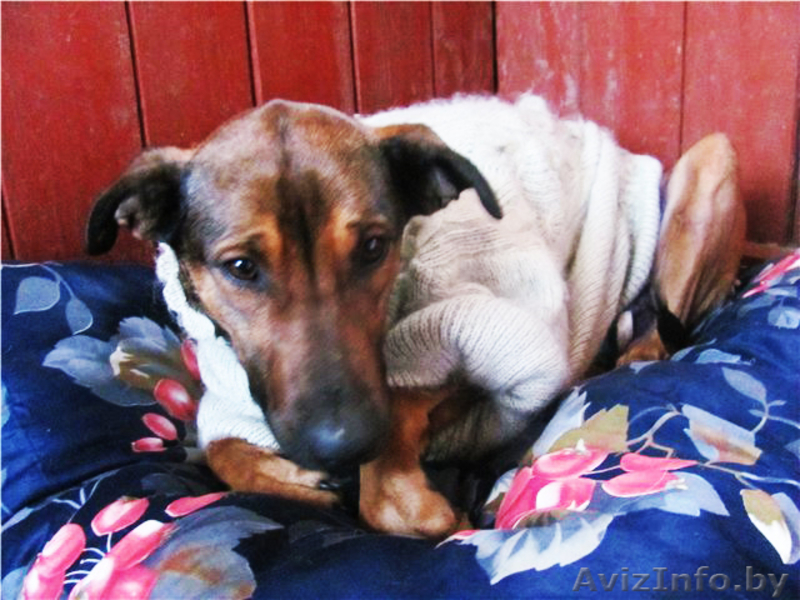 Станьте хозяином для Даночки! - Изображение #1, Объявление #484183