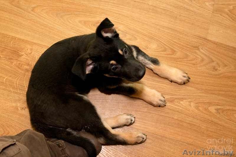 Миленький щенок 3 мес. ищет хозяина, в дар. - Изображение #3, Объявление #500621