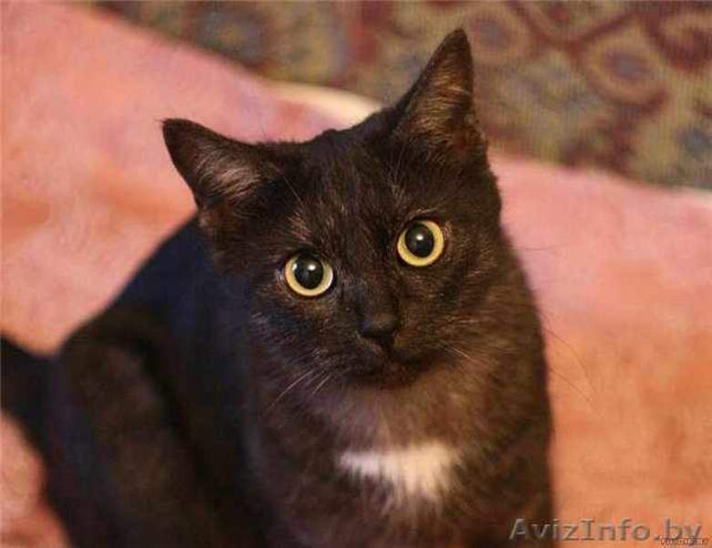 Кыся - кошка окраса чёрный дым. В добрые руки. - Изображение #4, Объявление #492165
