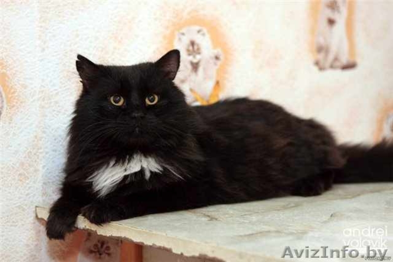 Муфаса - крупный чёрный кот в хорошие руки, в дар. - Изображение #4, Объявление #500618