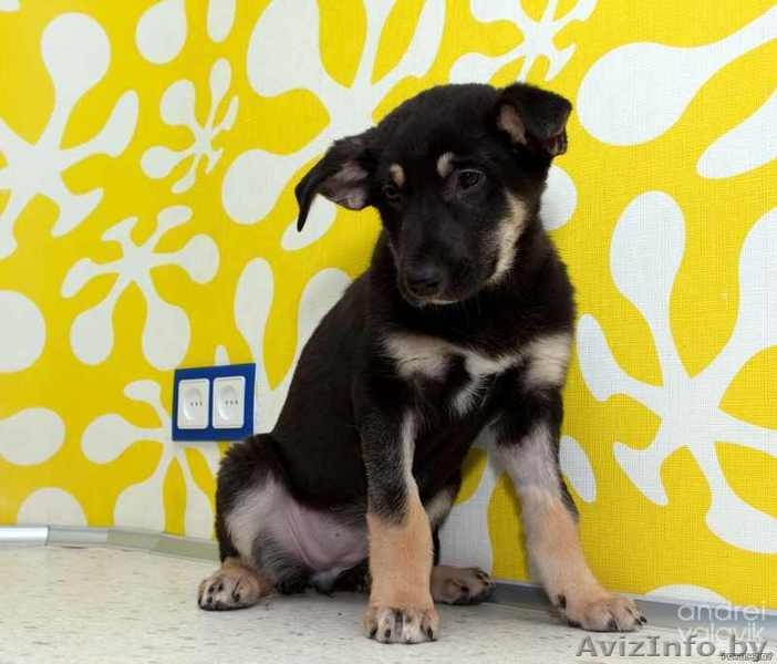 Миленький щенок 3 мес. ищет хозяина, в дар. - Изображение #4, Объявление #500621