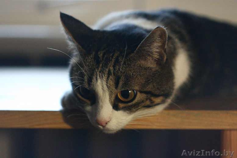 Аля - скромная бело-мраморная кошка. В дар. - Изображение #6, Объявление #488759