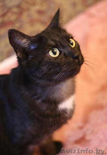 Кыся - кошка окраса чёрный дым. В добрые руки. - Изображение #5, Объявление #492165