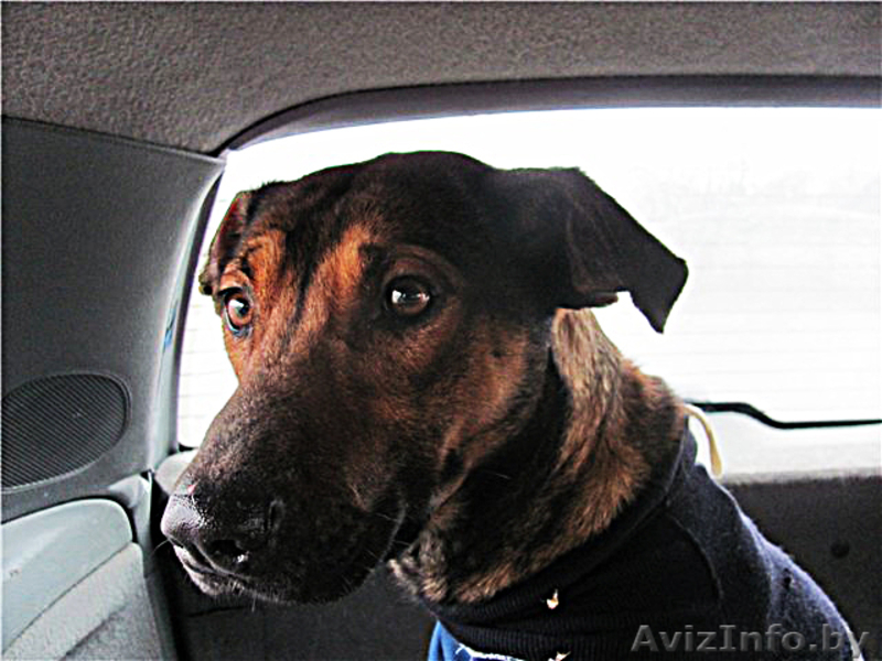 Станьте хозяином для Даночки! - Изображение #3, Объявление #484183