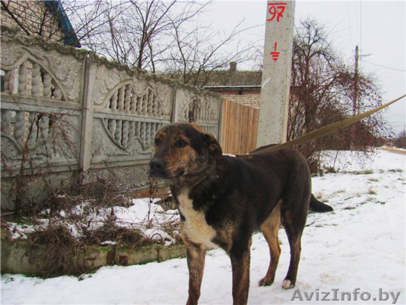 Благородный Рэнни в дар! - Изображение #4, Объявление #494057