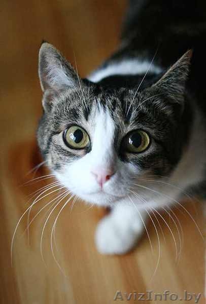 Аля - скромная бело-мраморная кошка. В дар. - Изображение #4, Объявление #488759