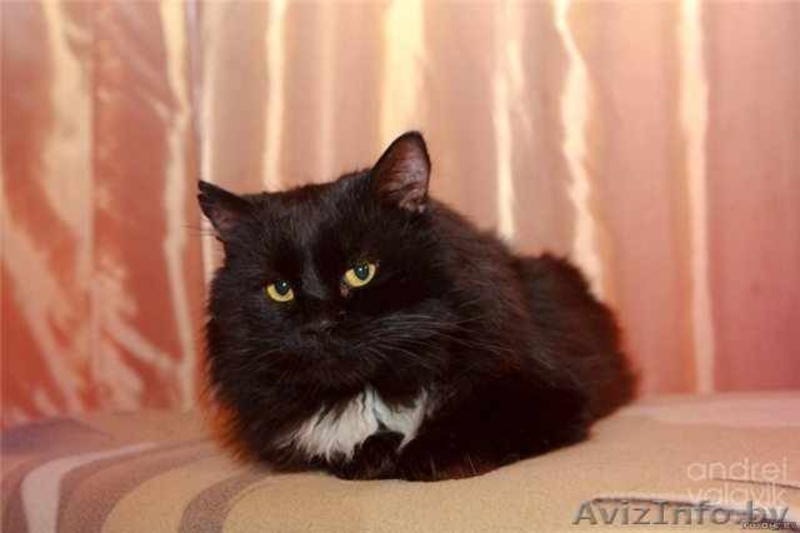 Муфаса - крупный чёрный кот в хорошие руки, в дар. - Изображение #6, Объявление #500618